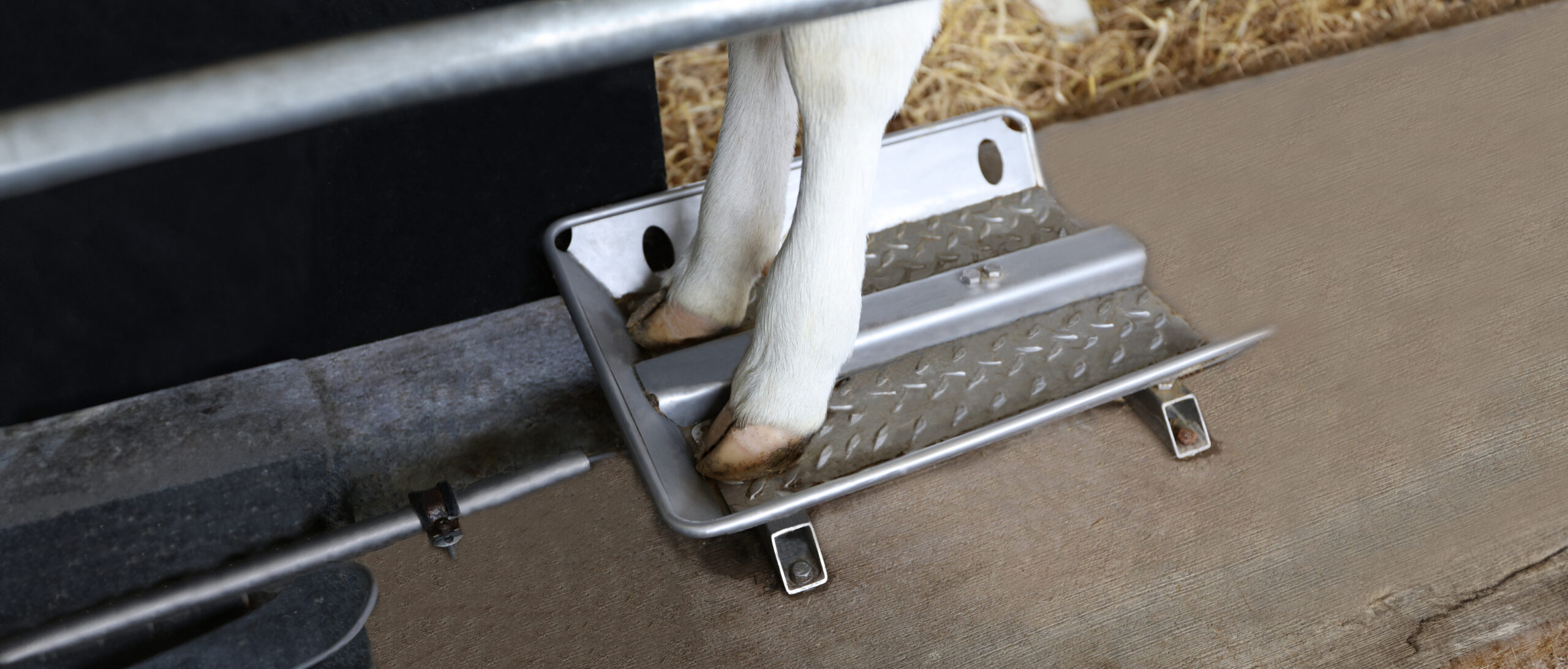 Un veau debout sur la balance demi-corps. La balance mobile pour animaux permet de peser les veaux rapidement et facilement, avec un poids automatiquement attribué à chaque veau.