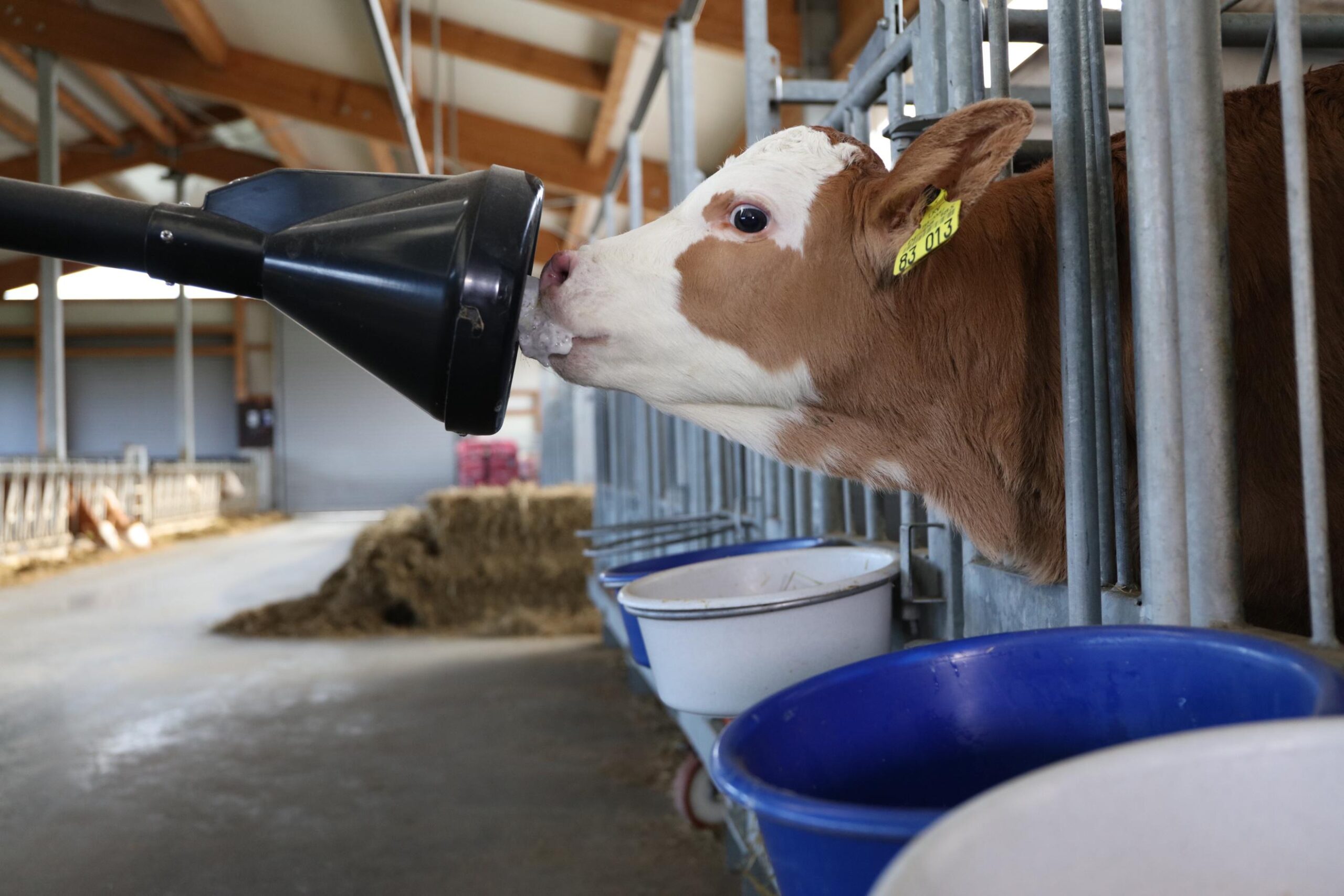 Der VARIO smart Kälbertränkeautomat erkennt jedes Kalb durch einen Transponder oder eine Ohrmarke und ermöglicht eine selbstständige Tränkeaufnahme über das CalfRail. So wird das natürliche Trinkverhalten simuliert und eine optimale, altersgerechte Fütterung gewährleistet.