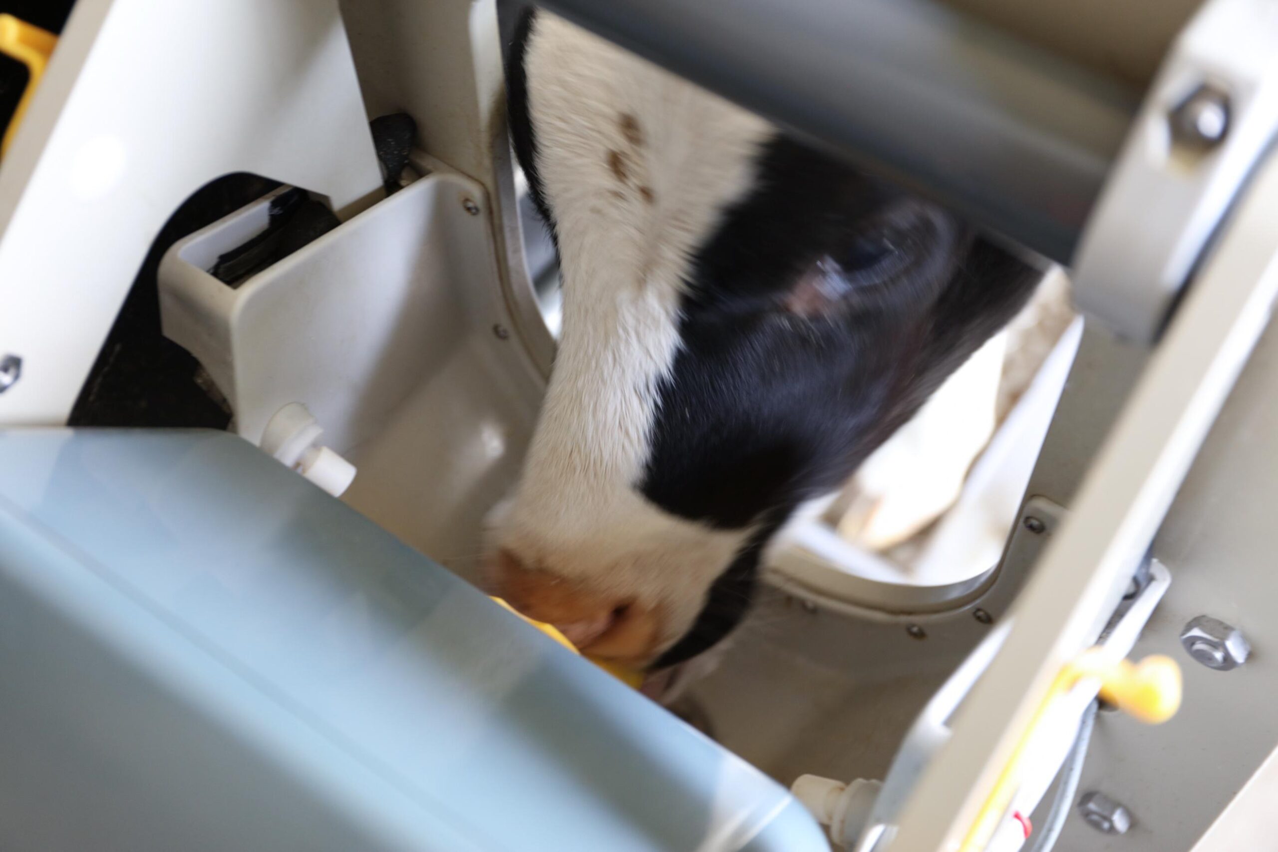 Der VARIO compact smart Kälbertränkeautomat erkennt jedes Kalb durch einen Transponder oder eine Ohrmarke und ermöglicht eine selbstständige Tränkeaufnahme via Hygienebox. So wird das natürliche Trinkverhalten simuliert und eine optimale, altersgerechte Fütterung gewährleistet.