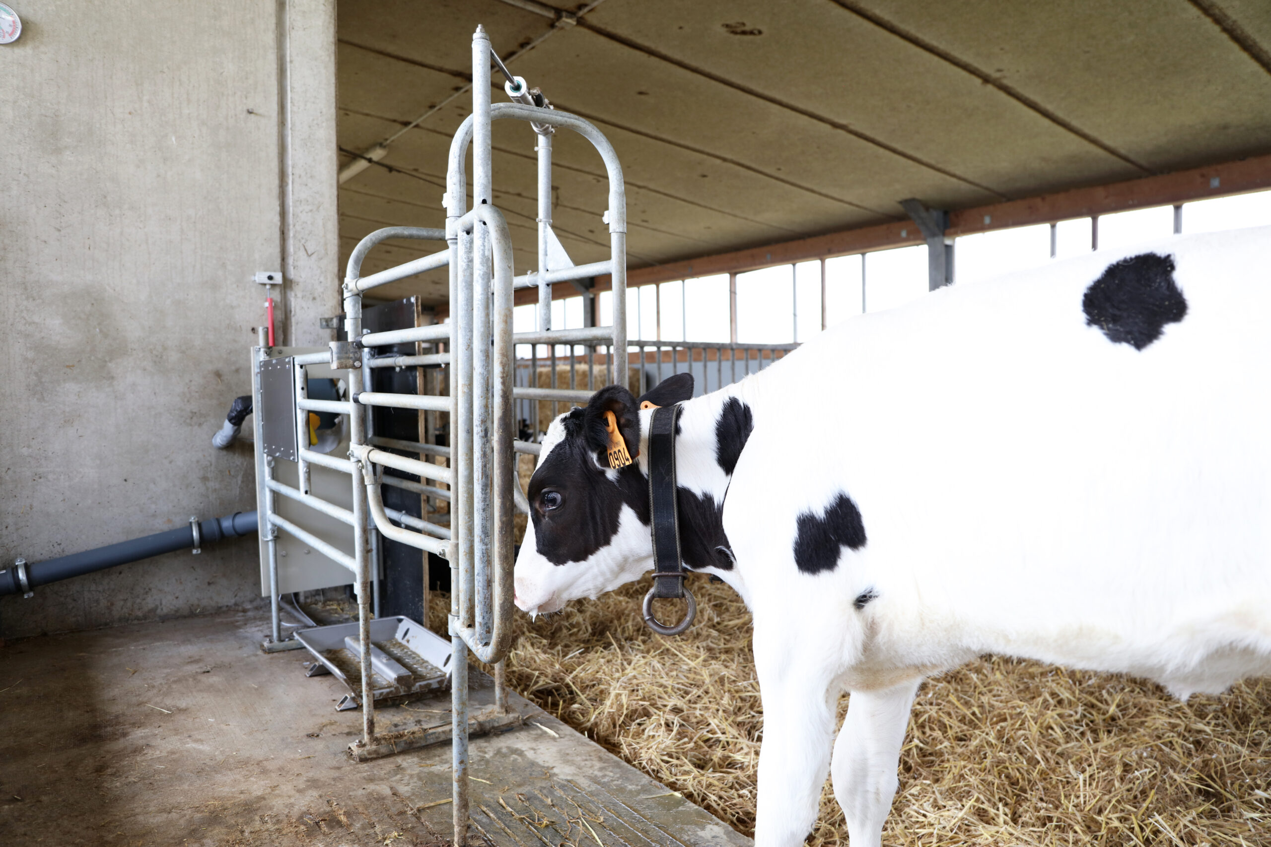 Calf drinking from the CalfProtect drink stand extension, which reduces mutual sucking, calms the calf operation, and protects weaker calves during drinking.