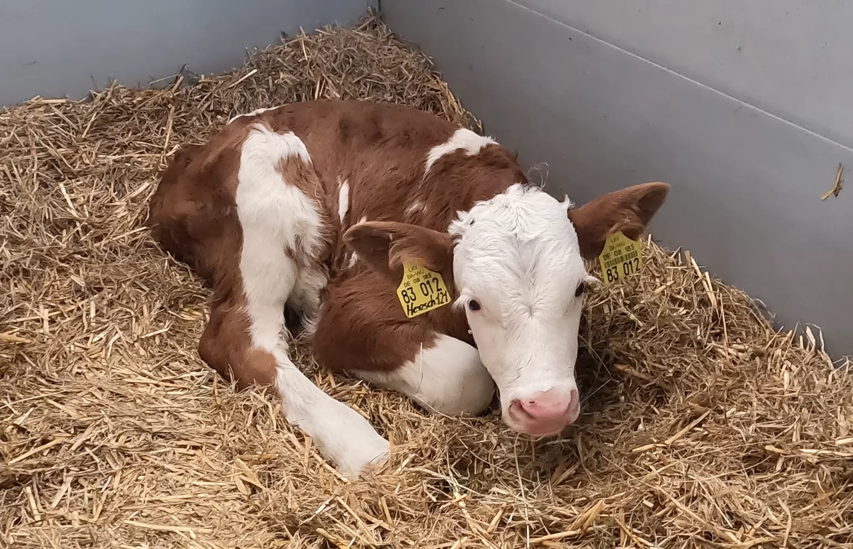 Un veau heureux se repose sur la paille – en bonne santé et plein de vitalité grâce au concept 40FIT.