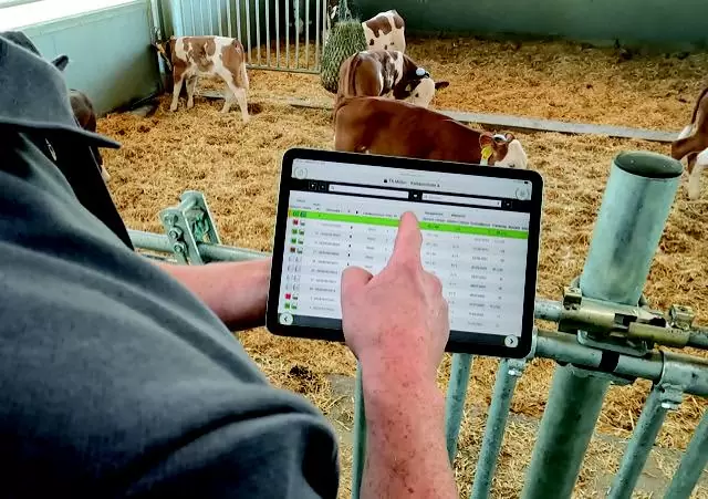 Un agriculteur surveille les données de la balance pour pattes avant sur une tablette : Suivi précis du poids et surveillance des veaux pour une gestion optimale de l’élevage.