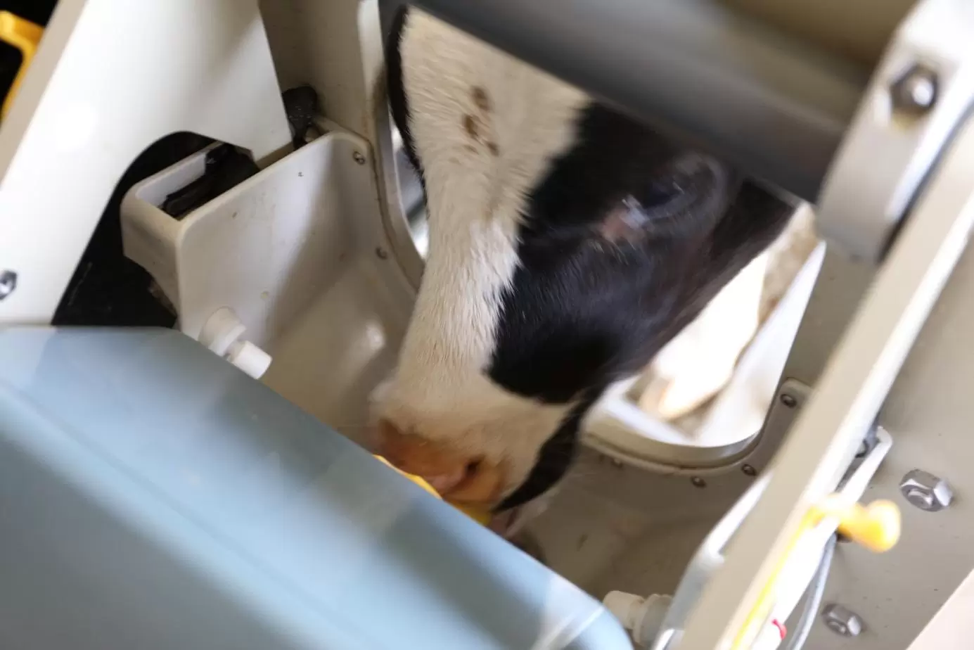 Un veau boit à la HygieneBox, garantissant une hygiène optimale. Le système de tuyaux est automatiquement nettoyé plusieurs fois par jour et la tétine est rincée à l'eau claire après chaque veau. La fonction d'apprentissage automatique ajuste la quantité de lait pour chaque nouveau veau.