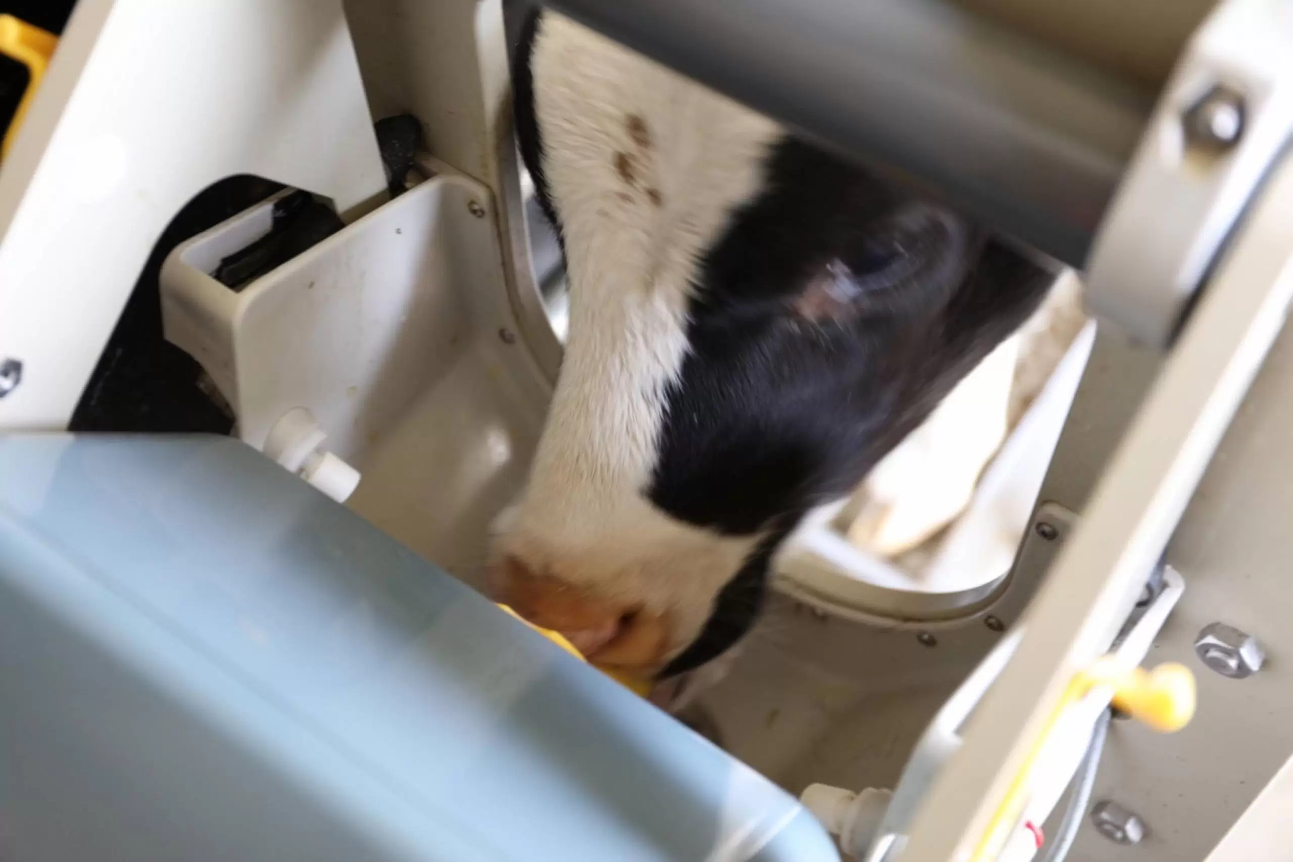 Der VARIO smart Kälbertränkeautomat erkennt jedes Kalb durch einen Transponder oder eine Ohrmarke und ermöglicht eine selbstständige Tränkeaufnahme via Hygienebox. So wird das natürliche Trinkverhalten simuliert und eine optimale, altersgerechte Fütterung gewährleistet.