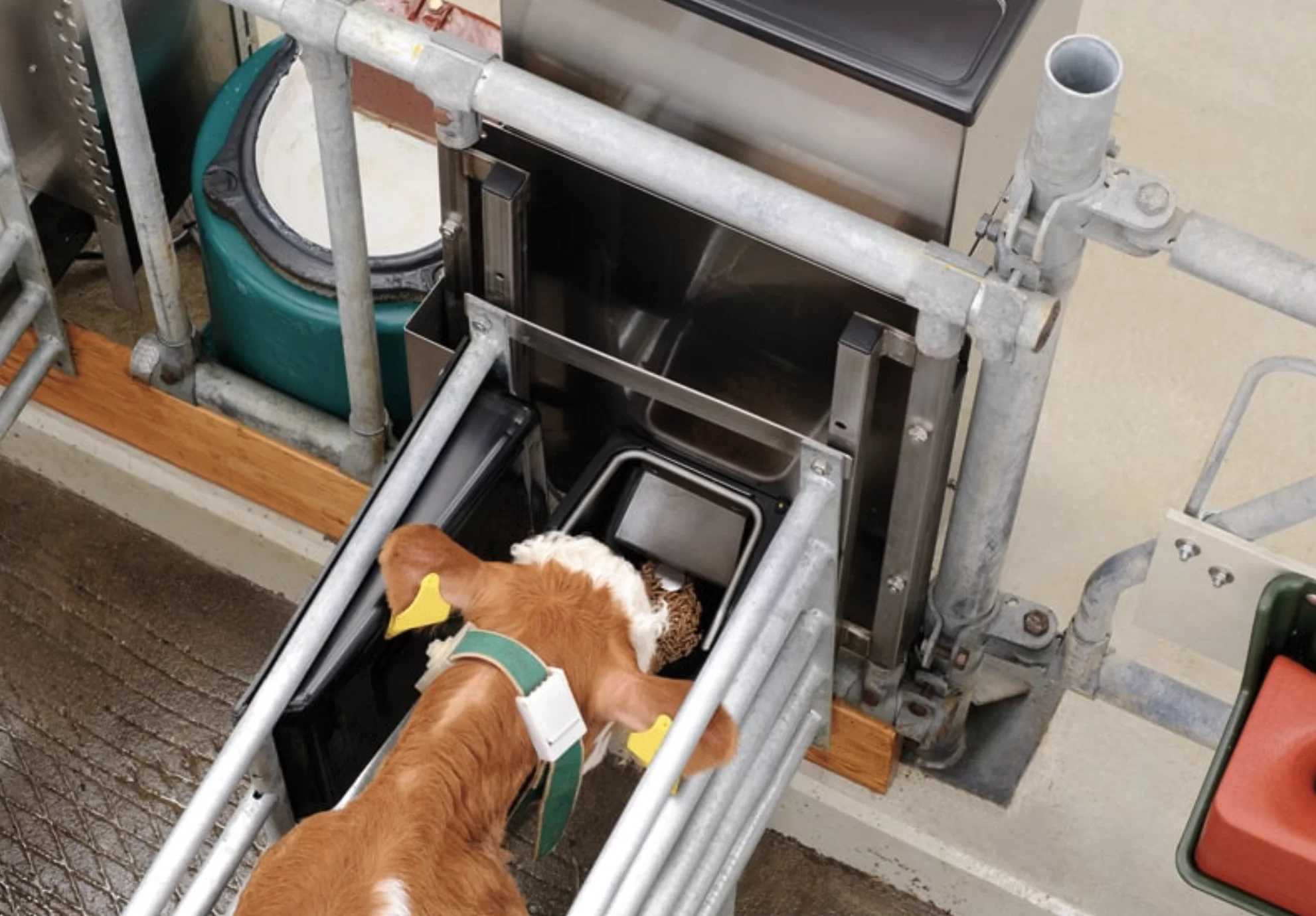 Un veau au distributeur automatique de concentré : Alimentation individuelle avec dosage adapté aux besoins et sevrage automatique.